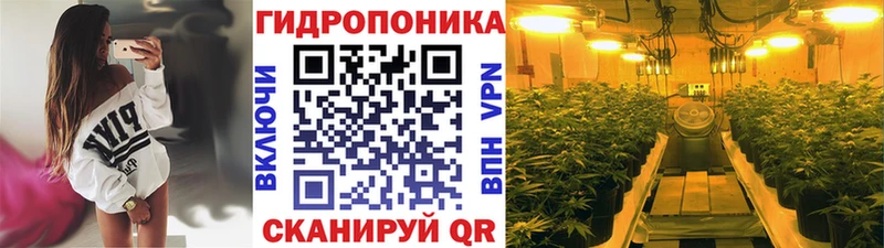 Конопля планчик  Зима 